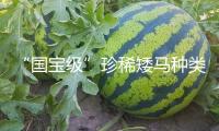 “國寶級(jí)”珍稀矮馬種類喜添新丁 寧強(qiáng)矮馬種群數(shù)量達(dá)252匹