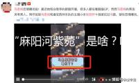 “麻陽河紫菀”是啥？咋發(fā)現(xiàn)的？