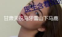 甘肅天祝馬牙雪山下馬鹿狍鹿成群“出游”