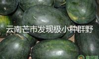云南芒市發(fā)現(xiàn)極小種群野生植物絢麗含笑