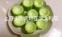 上百頭偽虎鯨在澳大利亞一海灘大規(guī)模停滯