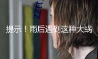 提示！雨后遇到這種大蝸牛千萬(wàn)別碰