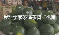 我科學(xué)家破譯茶樹“抱團(tuán)取暖”暗號(hào)