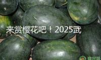 來賞櫻花吧！2025武漢櫻花花期預告出爐