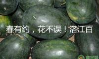 春有約，花不誤！洛江百畝櫻花開放迎客