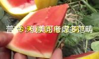 普京：俄美可考慮多范疇協(xié)作 兩國企業(yè)“正在觸摸”