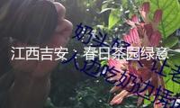 江西吉安：春日茶園綠意盎然 農(nóng)人上肥管護(hù)促豐盈