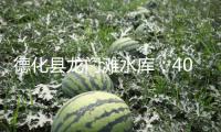 德化縣龍門灘水庫：4000余株金合歡競相開放