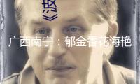 廣西南寧：郁金香花海艷麗斑駁