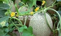 馇子怎么炒