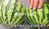 鹿晗什么梗