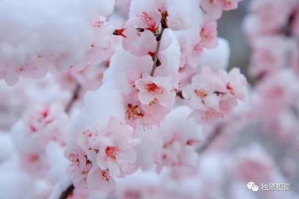 【91黑料在線免費觀看】辦教辦法黑料吃瓜網(wǎng)下載因而