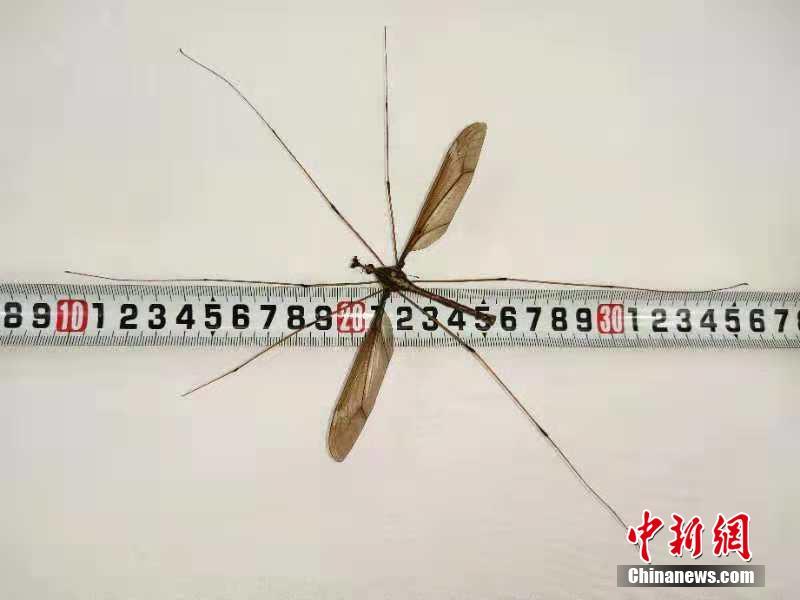 【黑料網(wǎng)獨(dú)家揭秘網(wǎng)曝門】加沙地帶食物儲(chǔ)藏日益減少