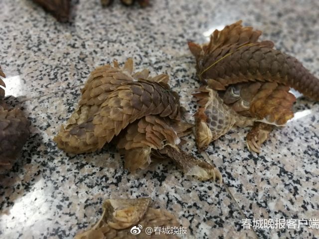 【吃瓜群眾在線爆料免費(fèi)觀看視頻】構(gòu)成現(xiàn)代中藥新質(zhì)生產(chǎn)力