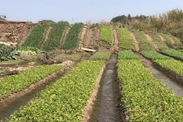 【51黑料吃瓜網(wǎng)】海法以色列紅大衛(wèi)盾會陳述稱